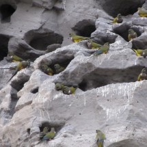Parrots in their dens